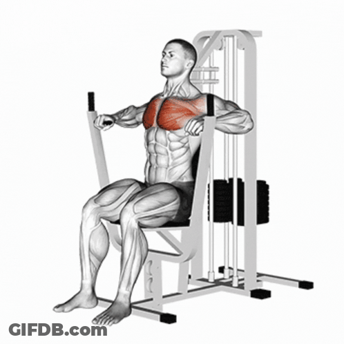 A Man Is Sitting On A Machine With Muscles Highlighted In Red GIF