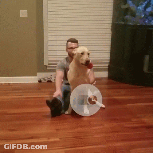 A Man Is Sitting On The Floor With A Dog Wearing A Cone GIF