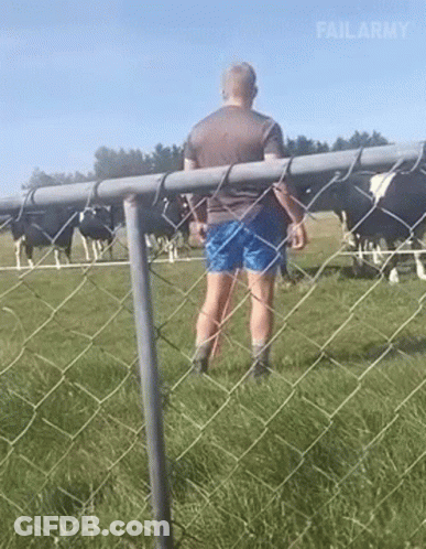 A Man Is Standing Behind A Chain Link Fence Looking At Cows In A Field . GIF