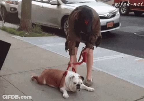 A Man Is Standing Next To A Bulldog On A Leash . GIF