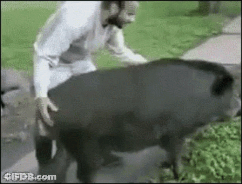 A Man Is Standing Next To A Large Black Pig That Is Walking On The Grass . GIF