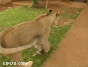 A Man Is Standing Next To A Lion And A Bag GIF