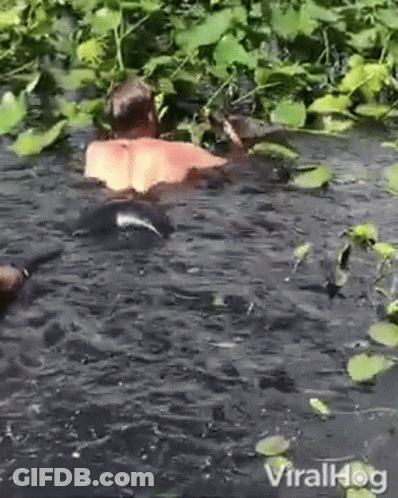 A Man Is Swimming In A Pond Surrounded By Plants And Leaves . GIF