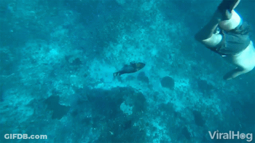 A Man Is Swimming In The Ocean With A Fish And The Words Viralhog Below Him GIF