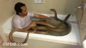 A Man Is Taking A Bath In A Bathtub With Two Snakes . GIF