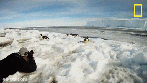 A Man Is Taking A Picture Of Penguins In The Snow With A National Geographic Logo In The Background GIF