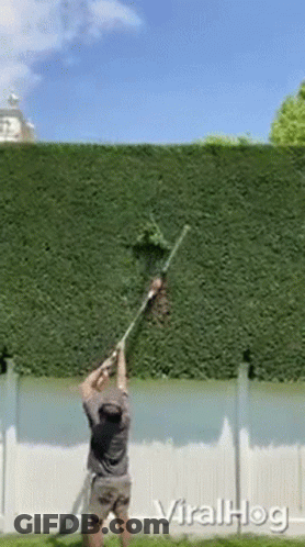 A Man Is Trimming A Hedge With A Lawn Mower . GIF