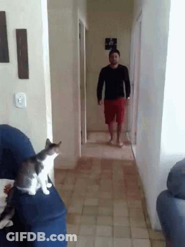 A Man Is Walking Down A Hallway With A Cat Sitting On A Couch GIF