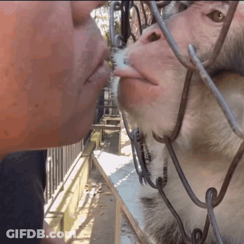 A Man Kisses A Monkey That Is Behind A Fence GIF