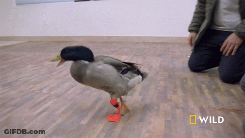 A Man Kneeling Down Next To A Duck With Red Feet And The Word Wild On The Bottom GIF