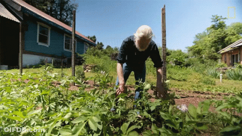 A Man Kneeling In A Garden With A National Geographic Logo In The Corner GIF