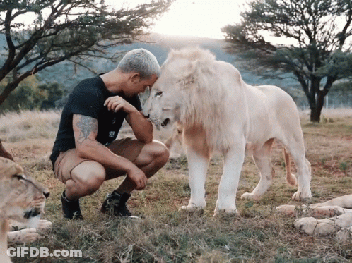 A Man Kneeling Next To A White Lion Wearing A Black Shirt That Says ' Sd ' On It GIF