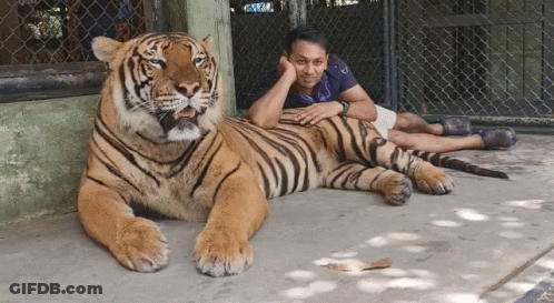 A Man Laying Next To A Large Tiger With The Word Tiger On The Fence GIF