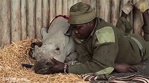 A Man Laying On The Ground With A Rhino On His Lap GIF