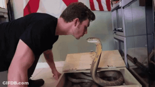 A Man Looking At A Snake In A Box In Front Of An American Flag GIF
