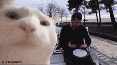 A Man Playing A Drum In Front Of A Cat GIF