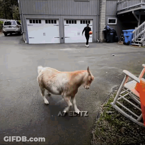 A Man Playing Basketball With A Goat In Front Of A Garage Door That Says A7editz GIF