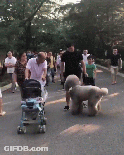 A Man Pushes A Stroller Down A Street While A Dog Stands Behind Him GIF