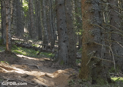 A Man Riding A Bike On A Trail In The Woods Wearing A Shirt That Has The Letter J On It GIF