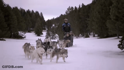 A Man Riding A Sled Pulled By Husky Dogs Wearing A Jacket That Says ' Salomon ' On It GIF