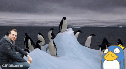 A Man Sits On A Pile Of Ice With Penguins Standing Around Him GIF