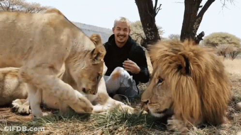 A Man Sitting Next To Two Lions In A Field GIF