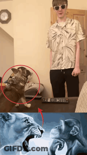 A Man Standing Next To A Dog And A Painting Of A Lion And Monkey GIF