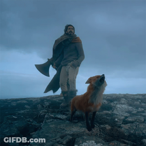 A Man Standing Next To A Fox On A Rocky Hillside GIF