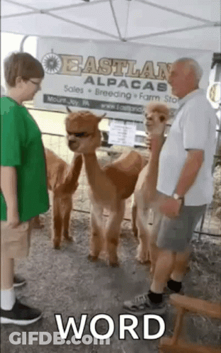 A Man Standing Next To A Group Of Alpacas With A Sign That Says Eastland Alpacas In The Background GIF