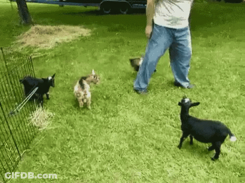 A Man Standing Next To Three Goats In A Grassy Field GIF