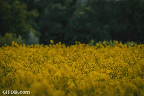 A Man Stands In A Field Of Yellow Flowers With Trees In The Background GIF