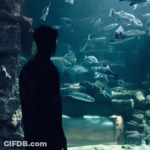 A Man Stands In Front Of An Aquarium With Fish Swimming In It GIF
