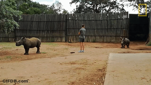 A Man Stands In Front Of Two Rhinos In A Dirt Area With A National Geographic Logo In The Background GIF