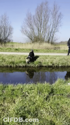 A Man Walking A Dog Along A Path Next To A River GIF