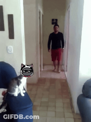 A Man Walking Down A Hallway Next To A Cat With Sunglasses On GIF