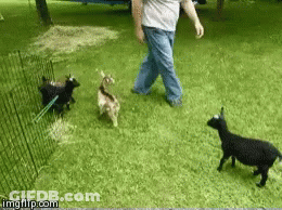 A Man Walking Three Goats In A Grassy Field With Imgflip.com At The Bottom Of The Screen GIF