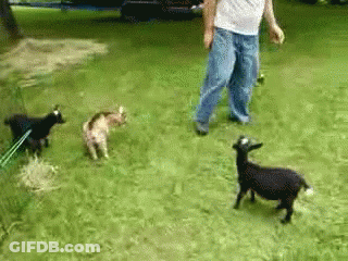 A Man Walking Three Goats On A Leash In The Grass GIF
