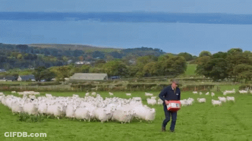 A Man Walking Through A Field Of Sheep Carrying A Red Box GIF