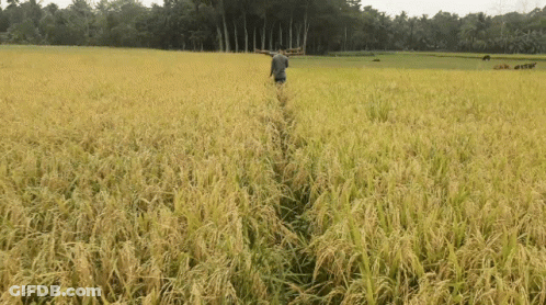 A Man Walks Through A Lush Green Field With Trees In The Background GIF