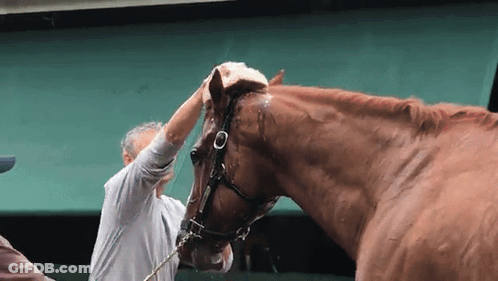 A Man Washing A Brown Horse 'S Head With A Hose GIF