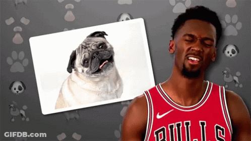 A Man Wearing A Bulls Jersey Looks At A Picture Of A Pug Dog GIF
