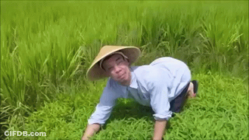 A Man Wearing A Conical Hat Is Kneeling In A Field Of Rice . GIF
