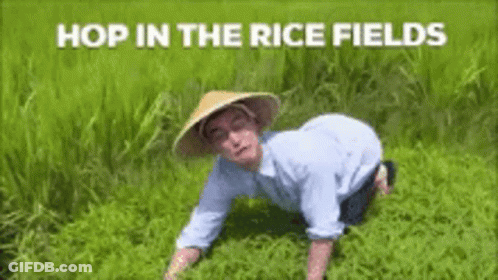 A Man Wearing A Conical Hat Is Kneeling In A Rice Field . GIF