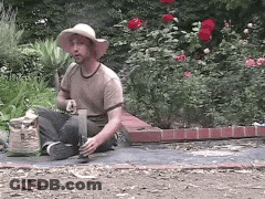 A Man Wearing A Hat Sits On The Ground In Front Of A Bush With Red Roses GIF