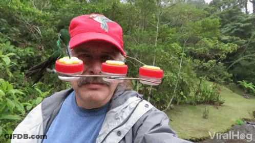 A Man Wearing A Red Hat Has A Bird Feeder Attached To His Head GIF