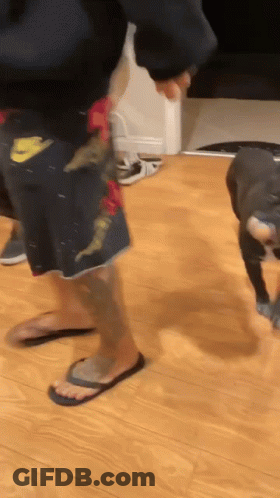 A Man Wearing Nike Shorts Is Walking A Dog GIF