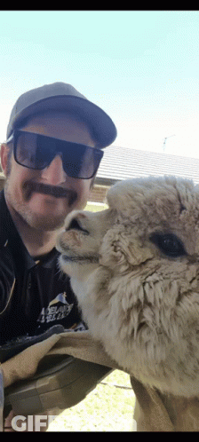 A Man Wearing Sunglasses And A Hat Is Standing Next To A Sheep GIF