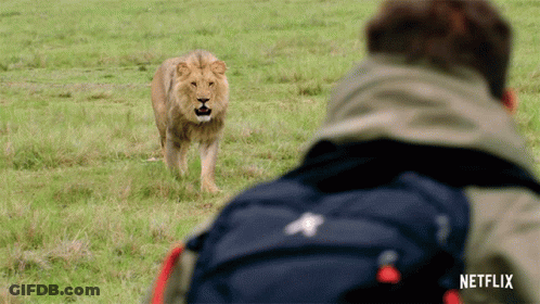 A Man With A Backpack Is Looking At A Lion In A Field With A Netflix Logo On The Bottom GIF