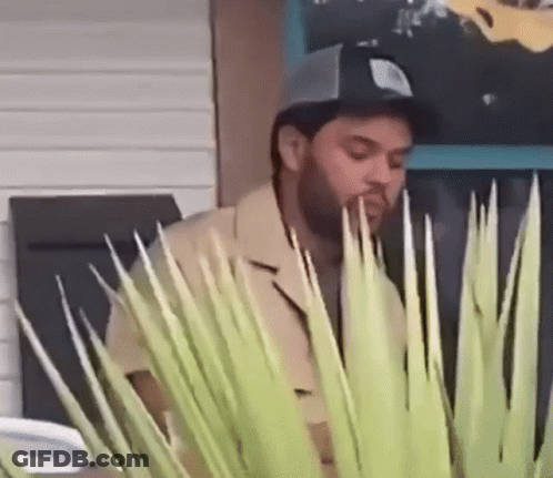 A Man With A Beard Wearing A Baseball Cap Is Standing Behind A Plant GIF