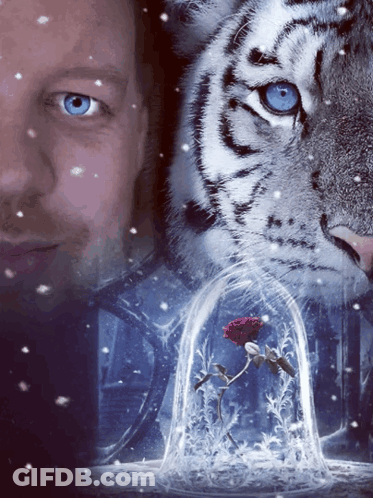 A Man With Blue Eyes Is Standing In Front Of A Tiger And A Rose In A Glass Dome GIF